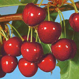 Germersdorfove češnje v posodah