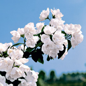 Jasmin v polnem razcvetu