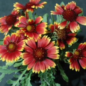 Kokardova cvet Burgunder (3)