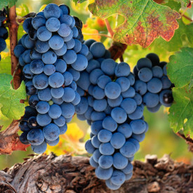 Kismis Moldavszki brezkoščna sladka grozdja