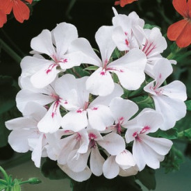 Bela viseča pelargonija 'Alpina', velik lonec