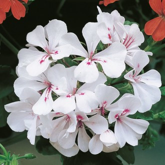 Bela viseča pelargonija 'Alpina', velik lonec