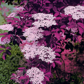 Red Holy - bezeg z temno rdečimi listi