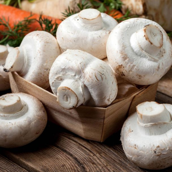 Bela šampinjonka