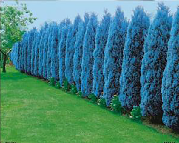 Jeklenomodra stebrasta pacipresa 'Columnaris Glauca