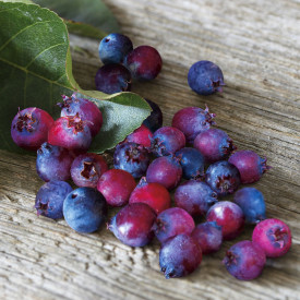 Medeni jablaničev grm