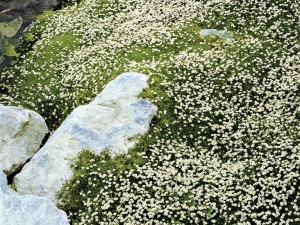 3 Creeping Lily of the Valley, 3 Star Moss