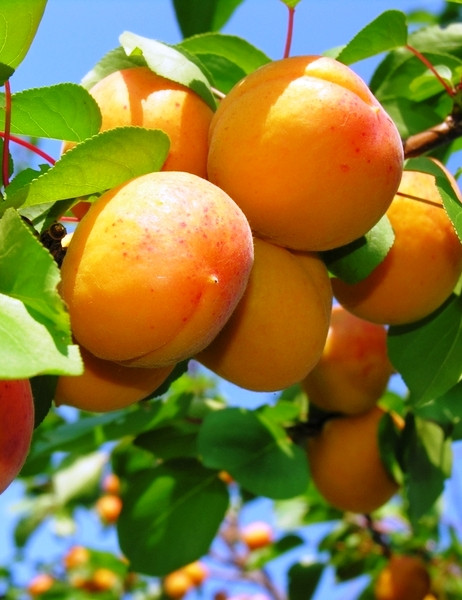 Gönci madžarska marelica