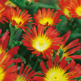 Delospermo Fire Wonder