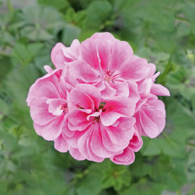 Royal Frosty Pink polviseča pelargonija