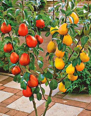 Dvojna hruška s koreninsko grudo