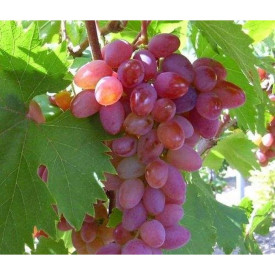 Jedilno grozdje Jupiter