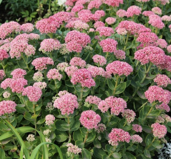 Čudovit sedum