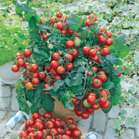 Seme balkonskega paradižnika