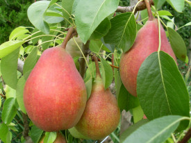 Clappova priljubljena hruška