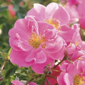 Čebela pase roza vrtnica