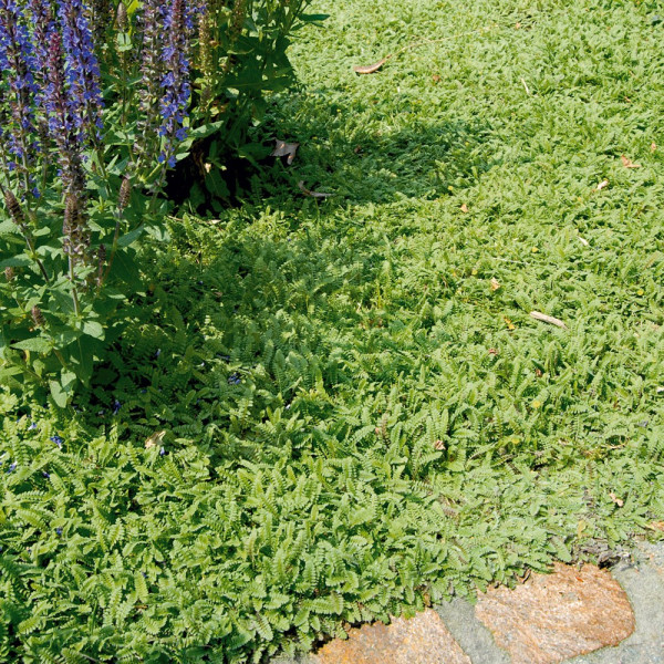 Perjanka (3 rastline)