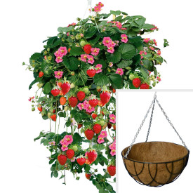 3 viseče jagode + 1 viseči lonček