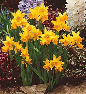 Narcisa 'Tête-à-Tête' (5)