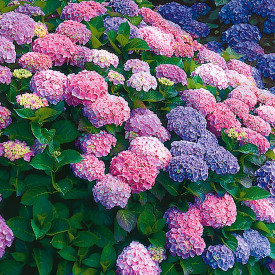 Dvobarvna hortenzija 'Farbtraum'