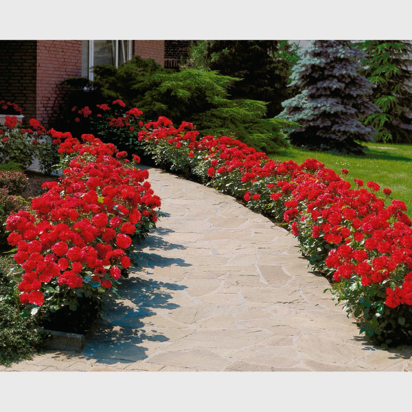 Rasanta (5) – rdeča živa meja