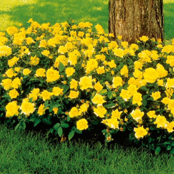 Zlatorumena parkovna vrtnica