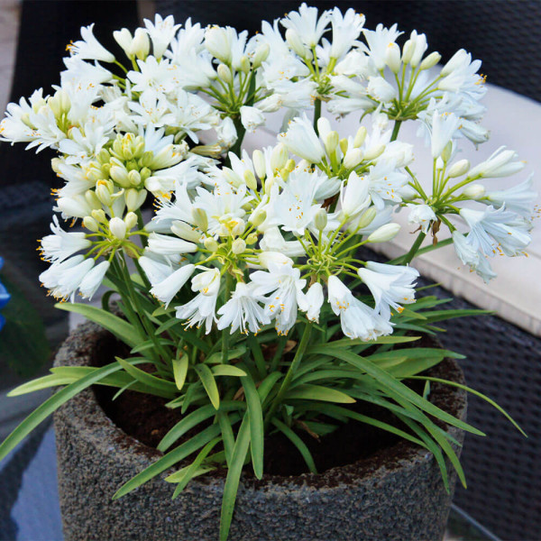 Dvojni diamant, poln ljubezenski cvet