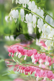 Dicentra 1 bela + 1 rožnata