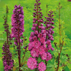 Noble Magpie ‚Pink Empire‘ roza (2)
