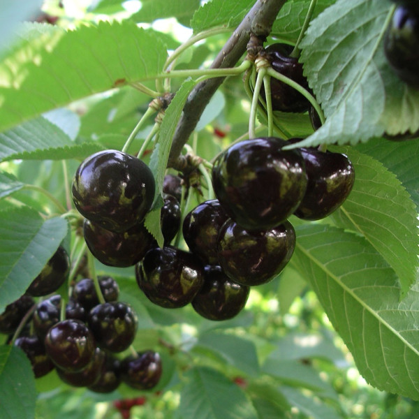 Posoda iz temne češnje