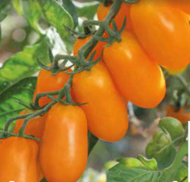 Rumeni koktajl paradižnik