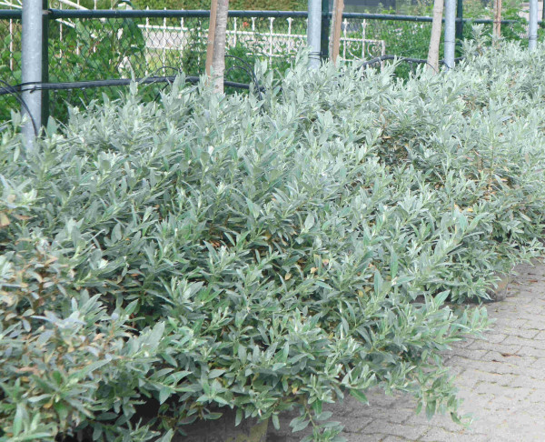 Švicarska vrba (grm)