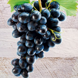 Modro jedilno grozdje brez semen King Ruby