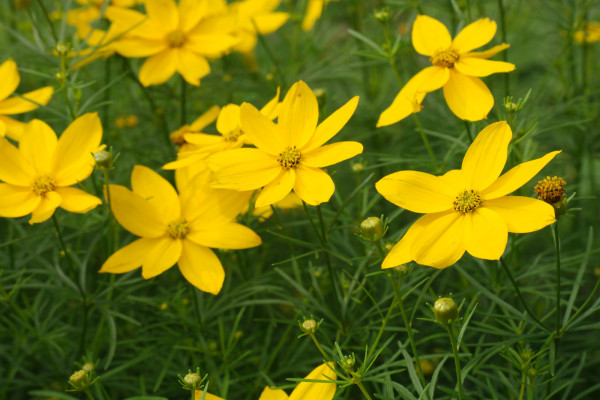 Leposana
