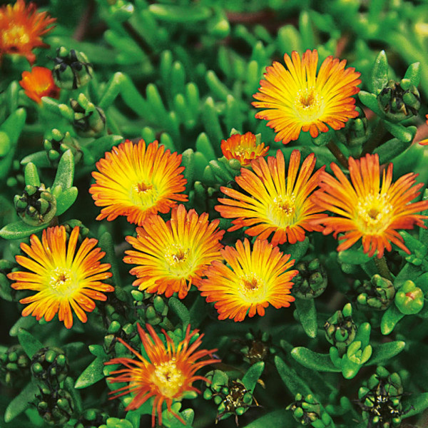 Delospermo Orange Wonder