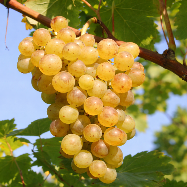 Sorta grozdja Palatina