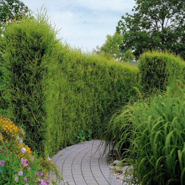 Lejlandski čempres (3)