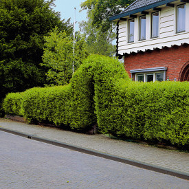 Ovalnolistni liguster