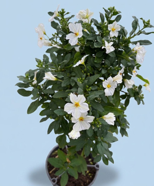 Solanum rantonettii, bel