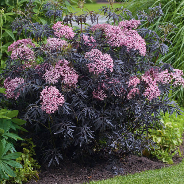 Črni bezeg Cherry Lace