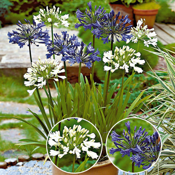 4 ljubični cvetovi (2 beli + 2 modri)