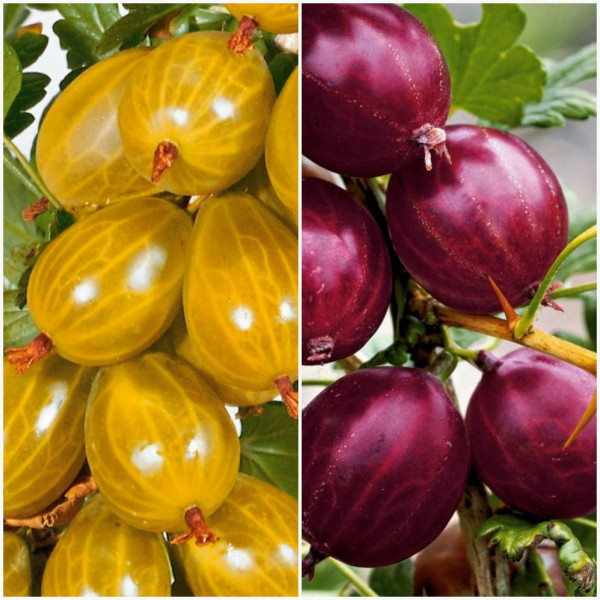 2 odporni kumini (Invicta+Rokula)