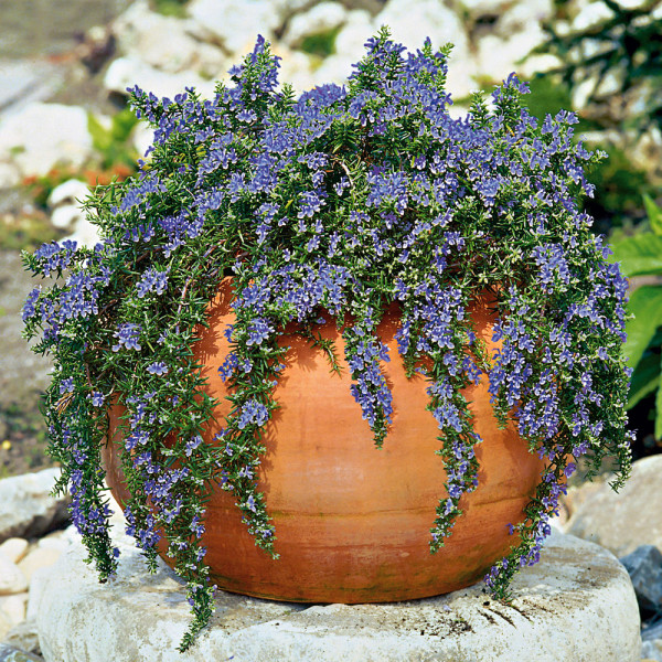 Plezajoči rožmarin