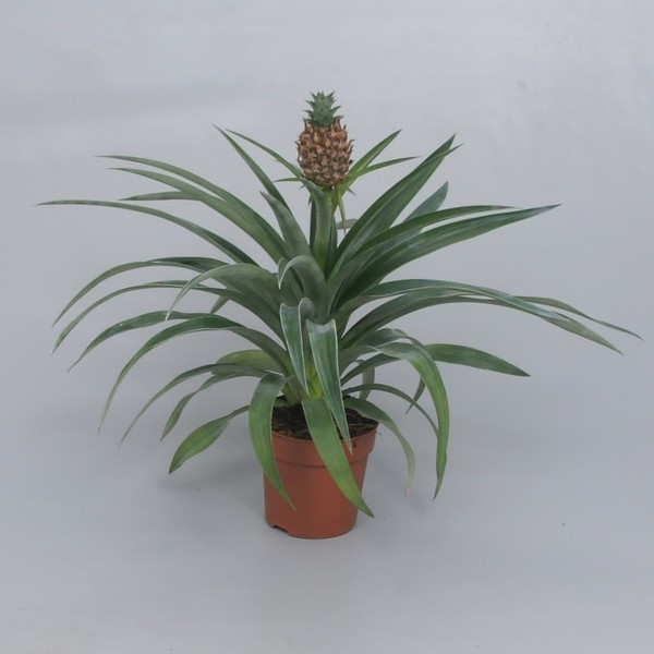 Sobni ananas ‘Mi Amigo’