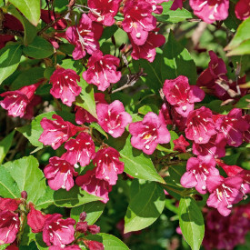 Rosebud