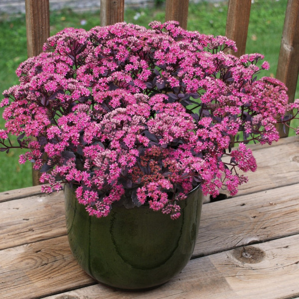 Homulica "Dazzleberry"