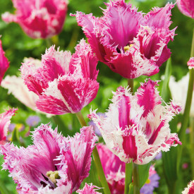 Tulipan Purple Circus (8)