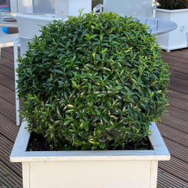 Japonski dresnik 'Green Empire' (3)