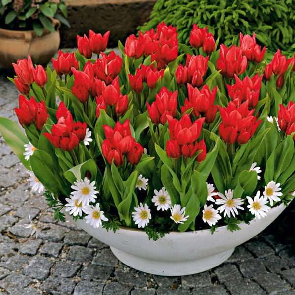 Tulipan 'Praestans' (20)