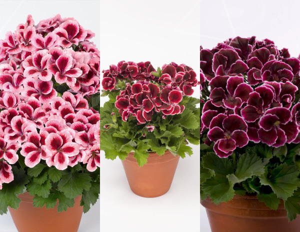 Odlična ponudba! 3 Aristo pelargonije